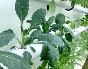 Batu Karang Hydroponic Garden