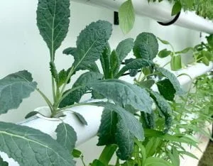 Batu Karang Hydroponic Garden